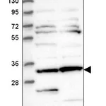 Atlas Antibodies Anti-CLUAP1 Antibody