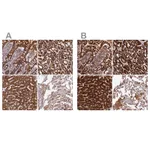 Atlas Antibodies Anti-CLYBL Antibody