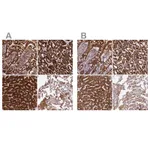 Atlas Antibodies Anti-CLYBL Antibody
