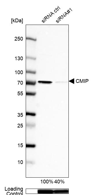 Atlas Antibodies Anti-CMIP Antibody