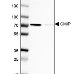 Atlas Antibodies Anti-CMIP Antibody