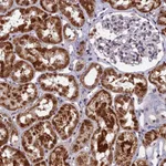 Atlas Antibodies Anti-CMC1 Antibody
