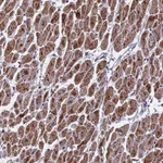 Atlas Antibodies Anti-CMC4 Antibody
