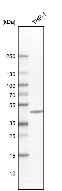 Atlas Antibodies Anti-CMPK2 Antibody