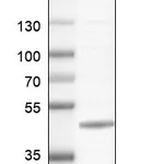 Atlas Antibodies Anti-CMPK2 Antibody