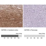 Atlas Antibodies Anti-CMTM5 Antibody
