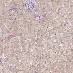 Atlas Antibodies Anti-CMTM8 Antibody