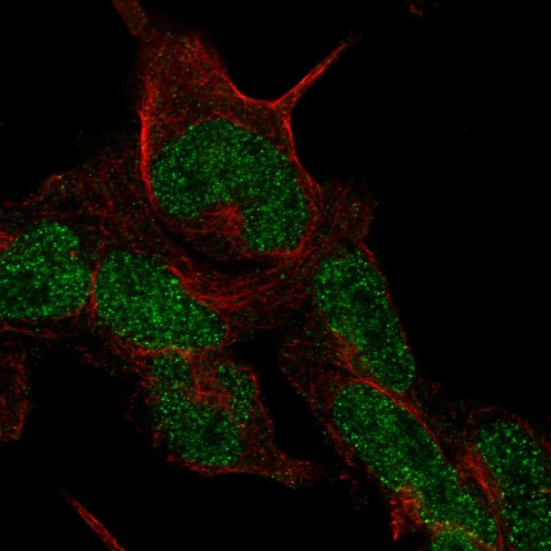 Atlas Antibodies Anti-CMTM8 Antibody