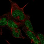 Atlas Antibodies Anti-CMTM8 Antibody