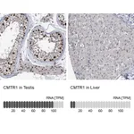 Atlas Antibodies Anti-CMTR1 Antibody