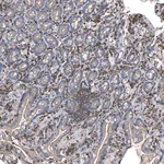 Atlas Antibodies Anti-CMTR2 Antibody