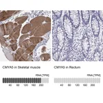 Atlas Antibodies Anti-CMYA5 Antibody