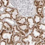 Atlas Antibodies Anti-CNBD1 Antibody
