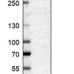 Atlas Antibodies Anti-CNBP Antibody