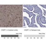 Atlas Antibodies Anti-CNDP1 Antibody