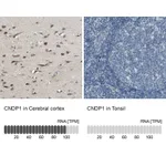 Atlas Antibodies Anti-CNDP1 Antibody