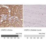 Atlas Antibodies Anti-CNDP2 Antibody