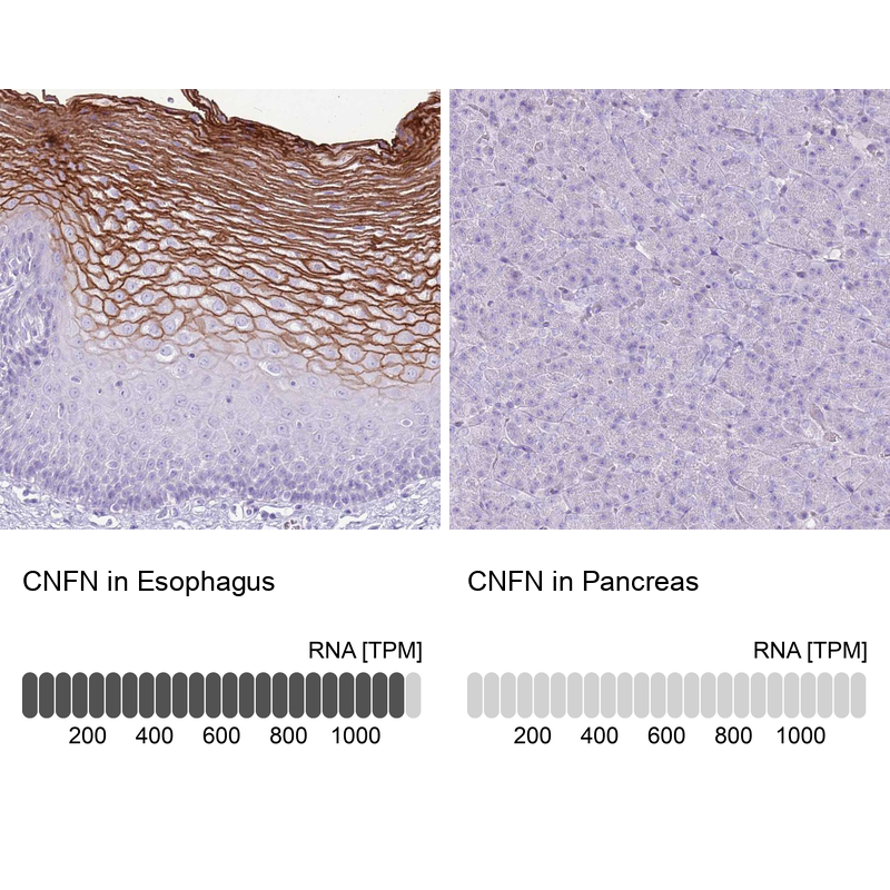 Atlas Antibodies Anti-CNFN Antibody