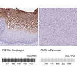 Atlas Antibodies Anti-CNFN Antibody