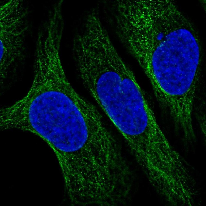 Atlas Antibodies Anti-CNFN Antibody
