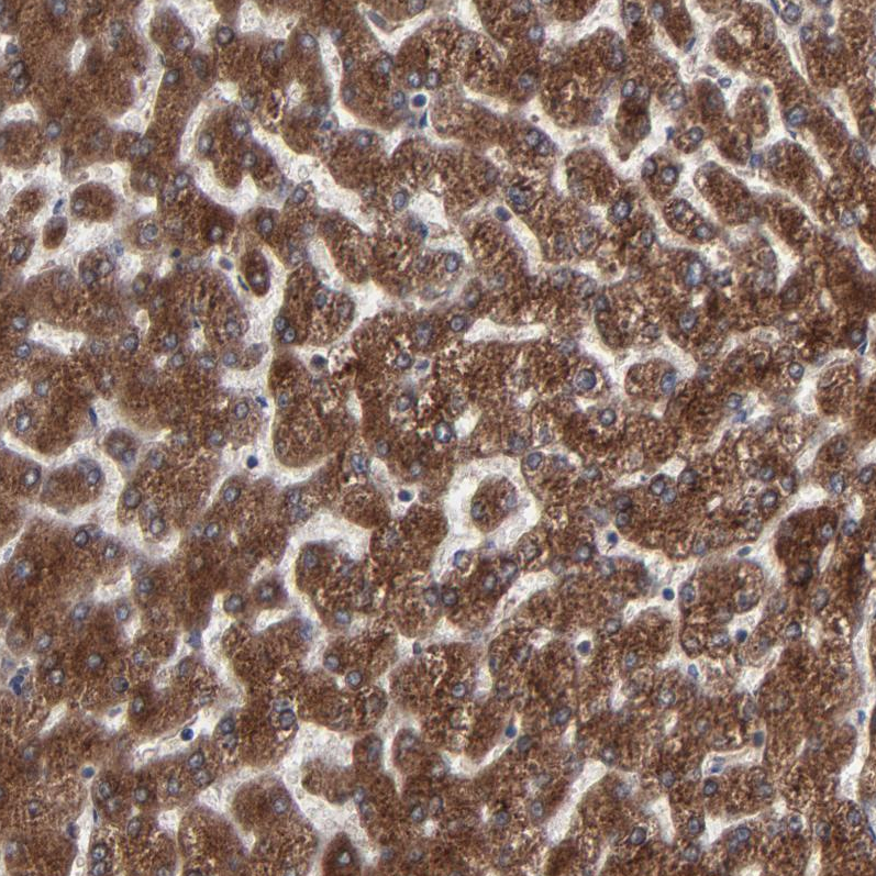 Atlas Antibodies Anti-CNIH1 Antibody