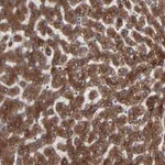 Atlas Antibodies Anti-CNIH1 Antibody