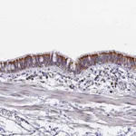 Atlas Antibodies Anti-CNIH4 Antibody