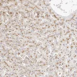 Atlas Antibodies Anti-CNMD Antibody
