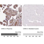 Atlas Antibodies Anti-CNN3 Antibody