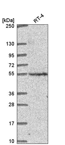 Atlas Antibodies Anti-CNNM2 Antibody