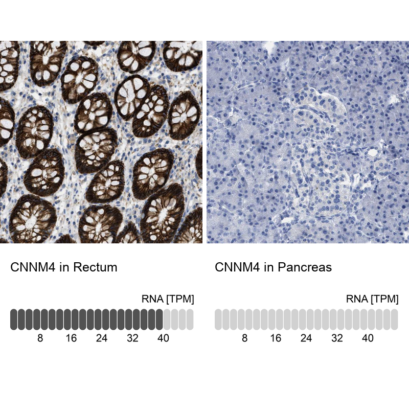 Atlas Antibodies Anti-CNNM4 Antibody