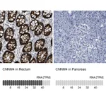 Atlas Antibodies Anti-CNNM4 Antibody