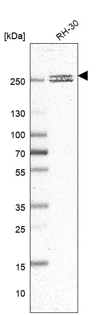 Atlas Antibodies Anti-CNOT1 Antibody