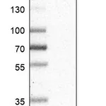 Atlas Antibodies Anti-CNOT1 Antibody