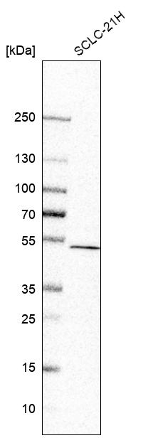 Atlas Antibodies Anti-CNOT11 Antibody