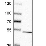Atlas Antibodies Anti-CNOT11 Antibody