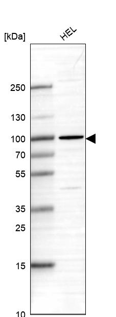 Atlas Antibodies Anti-CNOT10 Antibody