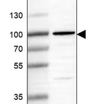 Atlas Antibodies Anti-CNOT10 Antibody