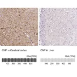 Atlas Antibodies Anti-CNP Antibody