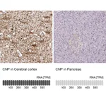 Atlas Antibodies Anti-CNP Antibody