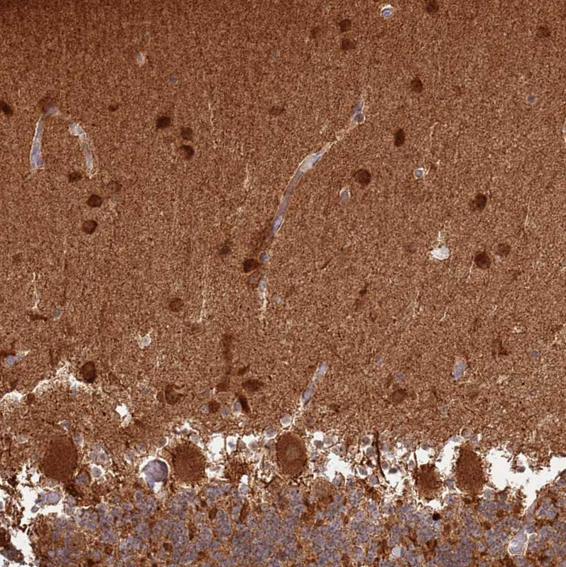 Atlas Antibodies Anti-CNPY1 Antibody