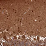 Atlas Antibodies Anti-CNPY1 Antibody