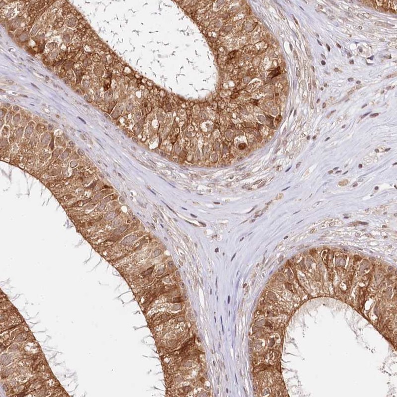 Atlas Antibodies Anti-CNPY2 Antibody