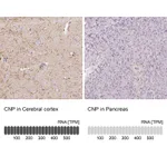 Atlas Antibodies Anti-CNP Antibody