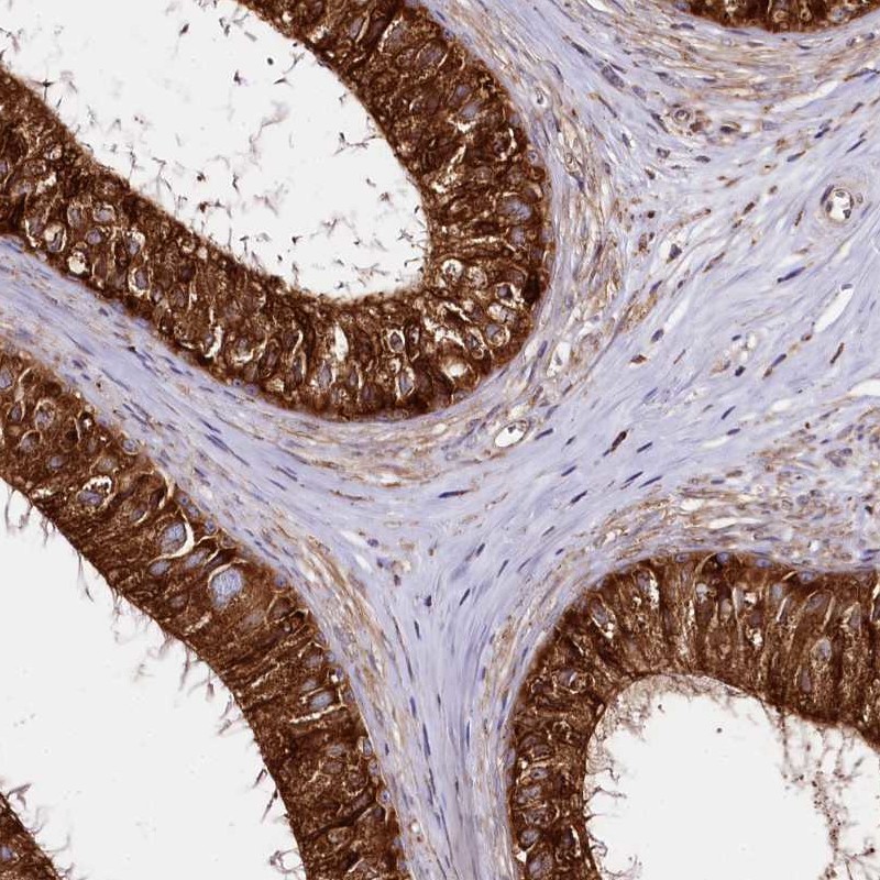 Atlas Antibodies Anti-CNPY2 Antibody