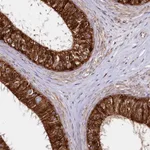 Atlas Antibodies Anti-CNPY2 Antibody