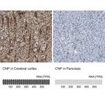 Atlas Antibodies Anti-CNP Antibody
