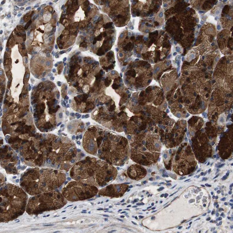 Atlas Antibodies Anti-CNPY4 Antibody