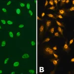 Merck Anti-phospho-TDP-43 (pSer410) antibody produced in rabbit
