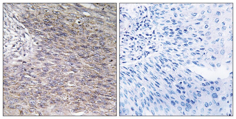 Merck Anti-CHSY2, C-Terminal antibody produced in rabbit